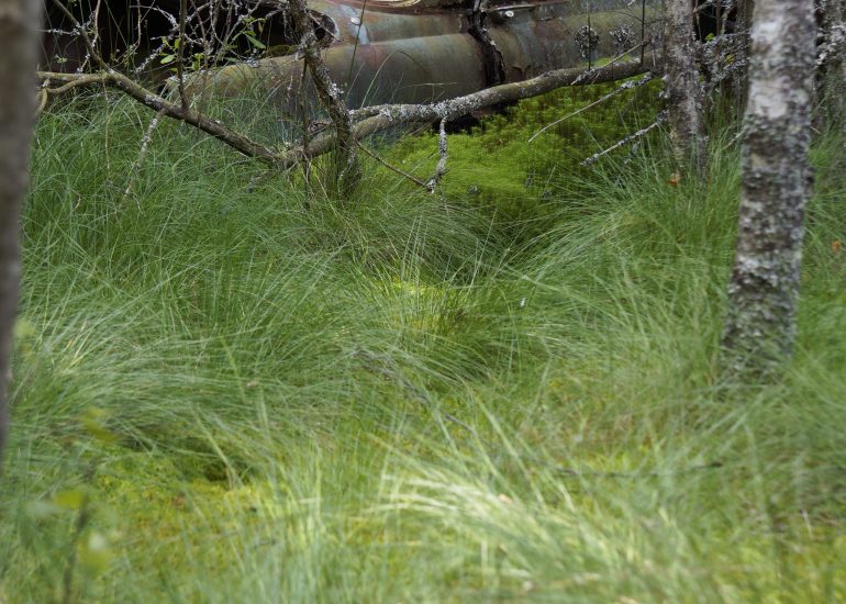 Fotos aus Schweden Lothar M. Peter Fotograf