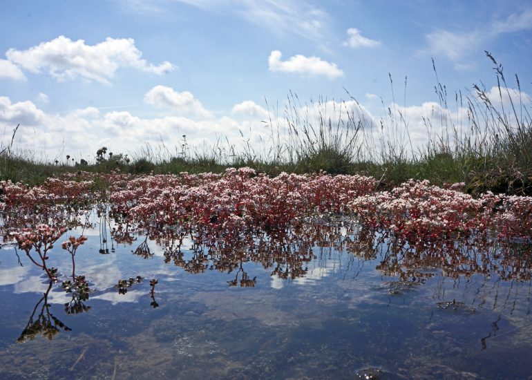 Foto aus Schweden, Lothar M. Peter, Fotograf