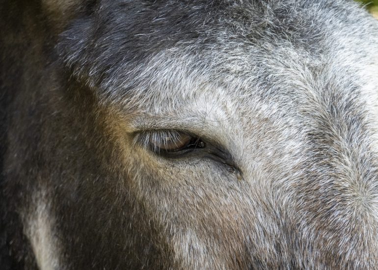 Fotograf Lothar M. Peter