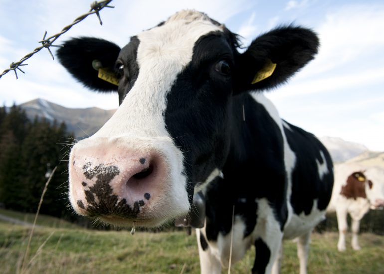 Fotograf Lothar M. Peter