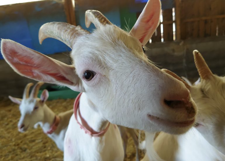 Fotograf Lothar M. Peter