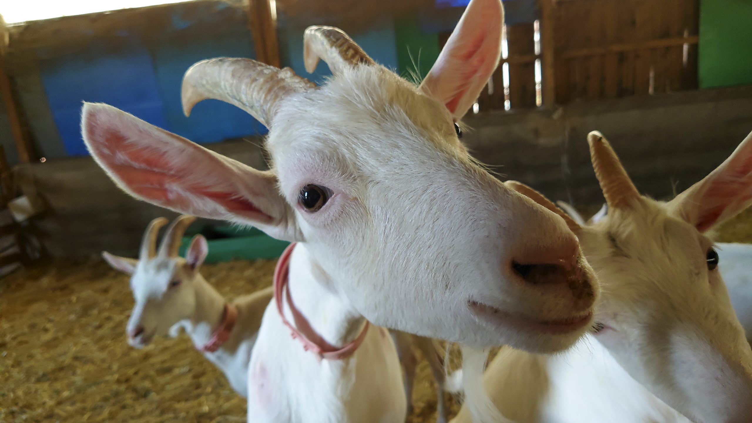 Fotograf Lothar M. Peter